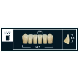Стоматорг - Зубы Yeti D3 LV7 фронтальный низ (Tribos) 6 шт. 