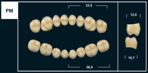 Стоматорг - Зубы Yeti C3 PM жевательный низ (Tribos) 8 шт.