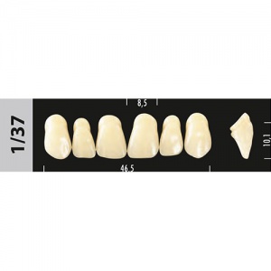 Стоматорг - Зубы Major D2  1/37 фронтальный верх, 6 шт (Super Lux)