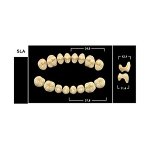 Стоматорг - Зубы Yeti C1 SLA жевательный низ (Tribos) 8 шт.