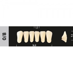 Стоматорг - Зубы Major D3 0/8 фронтальный низ, 6 шт (Super Lux)