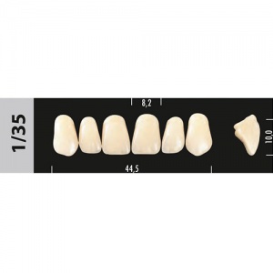 Стоматорг - Зубы Major B1  1/35 фронтальный верх, 6 шт (Super Lux).