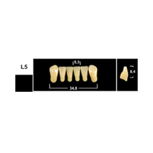 Стоматорг - Зубы Yeti A3 L5 фронтальный низ (Tribos) 6 шт.