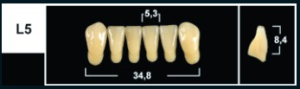 Стоматорг - Зубы Yeti A4 L5 фронтальный низ (Tribos) 6 шт.