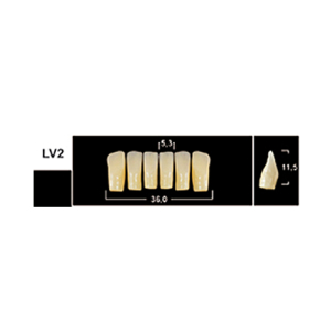 Стоматорг - Зубы Yeti A3 LV2 фронтальный низ (Tribos) 6 шт.