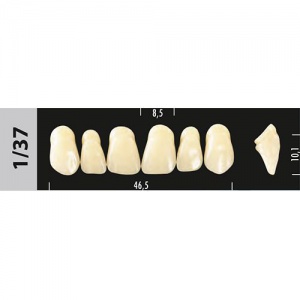 Стоматорг - Зубы Major D4 1/37, 28 шт (Super Lux)