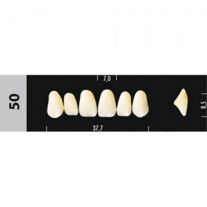 Стоматорг - Зубы Major D4 50, 28 шт (Super Lux)