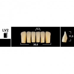 Стоматорг - Зубы Yeti BL3 LV2 фронтальный низ (Tribos) 6 шт.