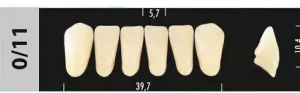 Стоматорг - Зубы Major B1 0/11 фронтальный низ, 6 шт (Super Lux).