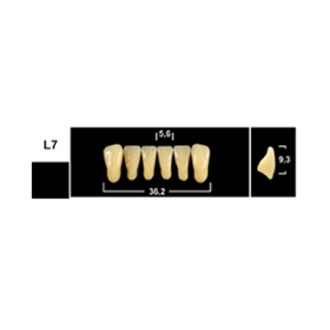 Стоматорг - Зубы Yeti A3 L7 фронтальный низ (Tribos) 6 шт.