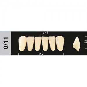 Стоматорг - Зубы Major C1 0/11 фронтальный низ, 6 шт (Super Lux)