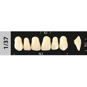 Стоматорг - Зубы Major D3  1/37 фронтальный верх, 6 шт (Super Lux)