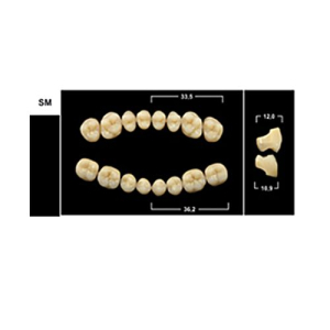 Стоматорг - Зубы Yeti C4 SM жевательный низ (Tribos) 8 шт. 