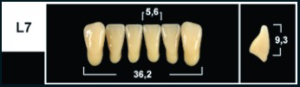 Стоматорг - Зубы Yeti A4 L7 фронтальный низ (Tribos) 6 шт.
