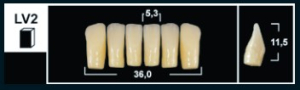 Стоматорг - Зубы Yeti B2 LV2 фронтальныйальныйниз (Tribos) 6 шт.