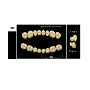 Стоматорг - Зубы Yeti A3 V22 фронтальный верх (Tribos) 6 шт.